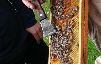 Bees and wild pollinators
