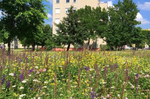 Veszprém , Hungary - Wildflower cities