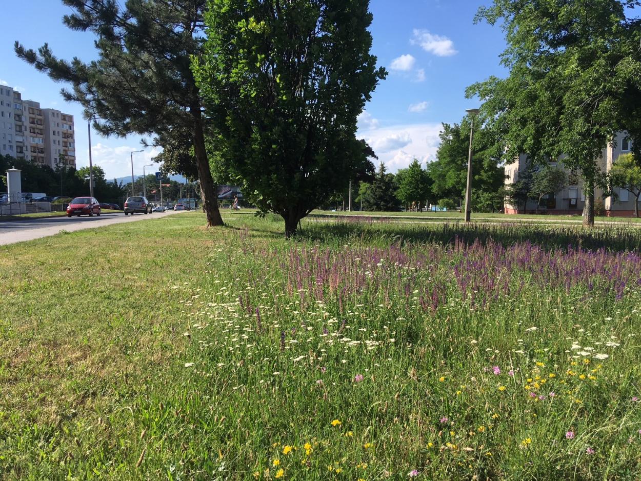 Zavestna košnja samo nujnega pasu ob cesti. Foto: Tamás Köller, VVI Ltd.