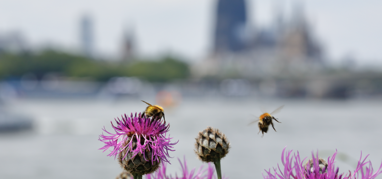 Bees and the city