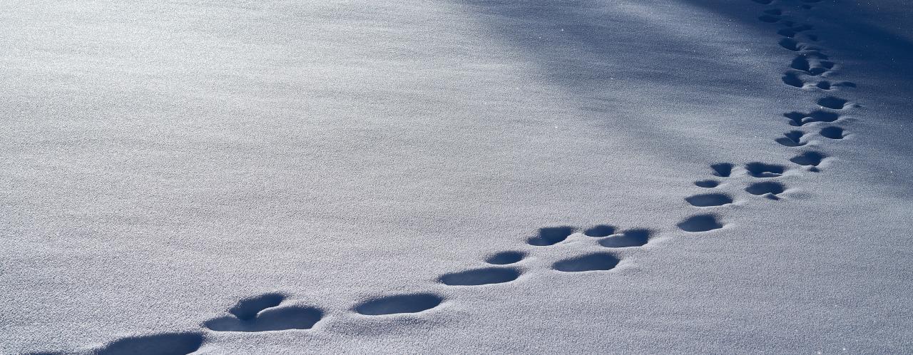 human footprints in the snow