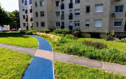Photo description: Flowering lawn after sowing. Photo credit: VVI Kft., Veszprém