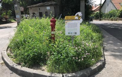 Median strip after rewilding (2024). Photo credits: Municipality of Hegyvidék. 