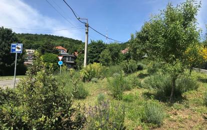Picture description: Green space after planting (2024). Photo credits: Municipality of Hegyvidék. 