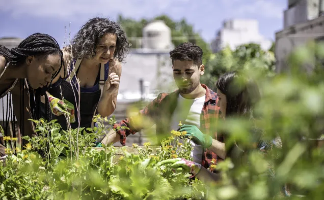 Urban agriculture (IStock)