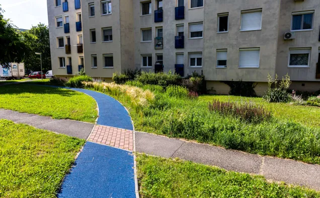 Photo description: Flowering lawn after sowing. Photo credit: VVI Kft., Veszprém