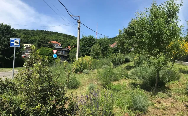 Picture description: Green space after planting (2024). Photo credits: Municipality of Hegyvidék. 