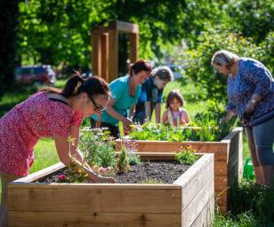 Group of people cultivating vegetable gardens