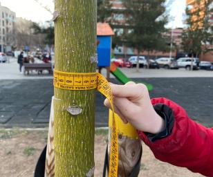 A person is measuring the circumference of a tree in an urban park setting, using a specialized measuring tape. The activity likely serves a scientific, educational, or urban planning purpose, highlighting the importance of monitoring and maintaining green spaces in urban environments.