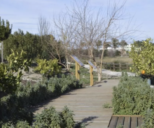 Outdoor scene featuring a wooden boardwalk or pathway winding through a natural area. 