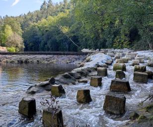 This image depicts a serene natural scene featuring a river with a unique arrangement of stones that form a pathway across the water.