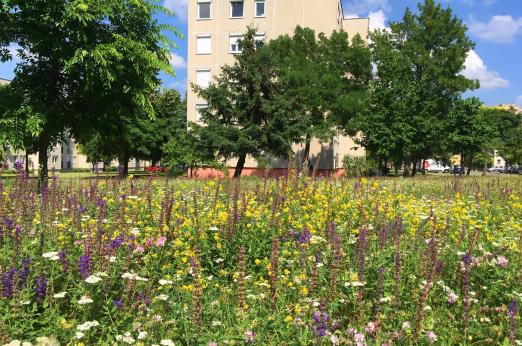 Travnik na zeleni površini v stanovanjski soseski. Foto: Gabor Seress