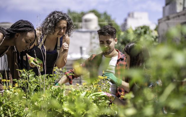 Urban agriculture (IStock)