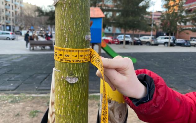 A person is measuring the circumference of a tree in an urban park setting, using a specialized measuring tape. The activity likely serves a scientific, educational, or urban planning purpose, highlighting the importance of monitoring and maintaining green spaces in urban environments.