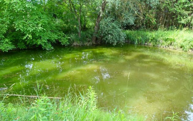 Lake in the middle of nature