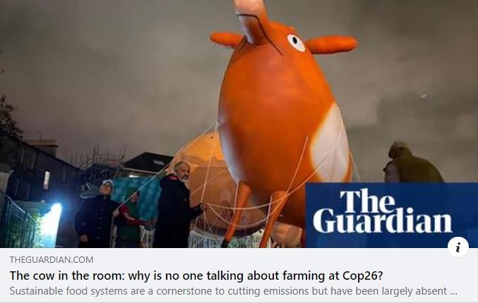 The cow in the room (The Guardian)