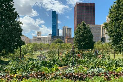 FOOD_Urban garden