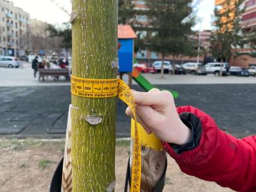 A person is measuring the circumference of a tree in an urban park setting, using a specialized measuring tape. The activity likely serves a scientific, educational, or urban planning purpose, highlighting the importance of monitoring and maintaining green spaces in urban environments.