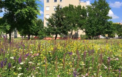 Veszprém , Hungary - Wildflower cities