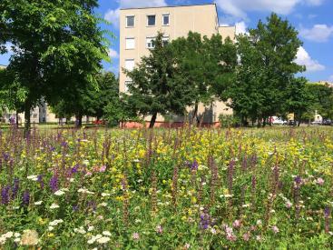Travnik na zeleni površini v stanovanjski soseski. Foto: Gabor Seress